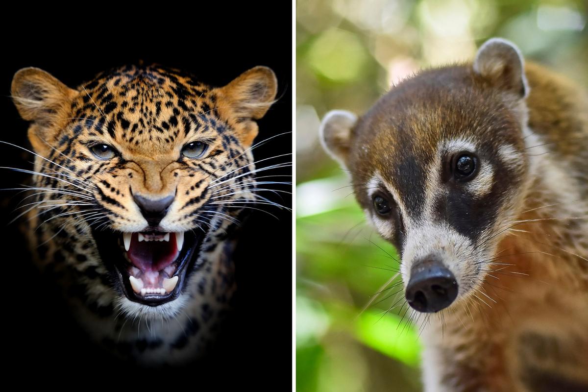These Exotic-Looking Animals Live Right Here in the U.S.