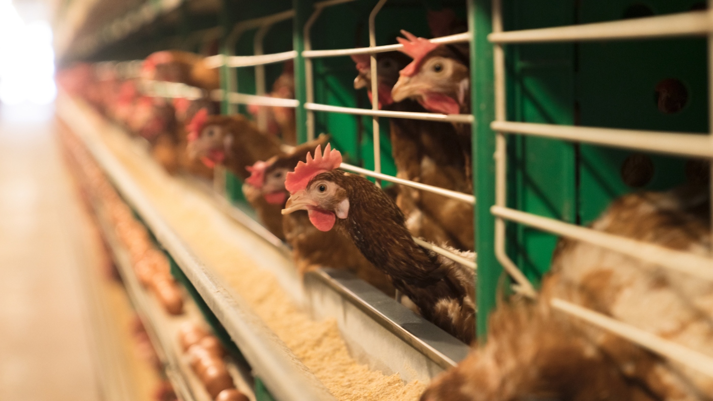 Trump administration pulls the plug on the bird flu vaccine : NPR