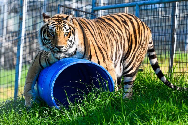 Turpentine Creek Roars Into Tripadvisor’s Top 10%