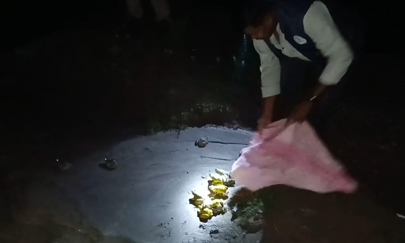 Two arrested for illegal frog hunting, 77 Bullfrogs seized