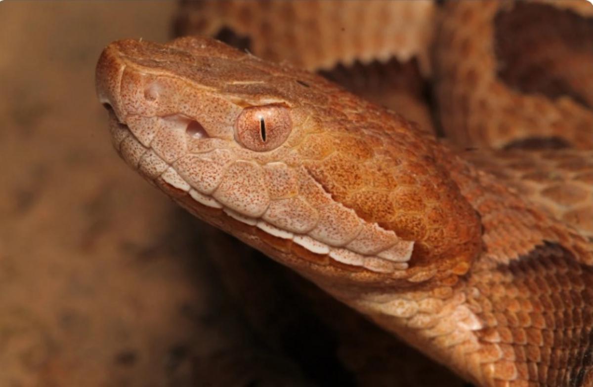 Venomous Snake Found Slithering Near Upstate New York Home