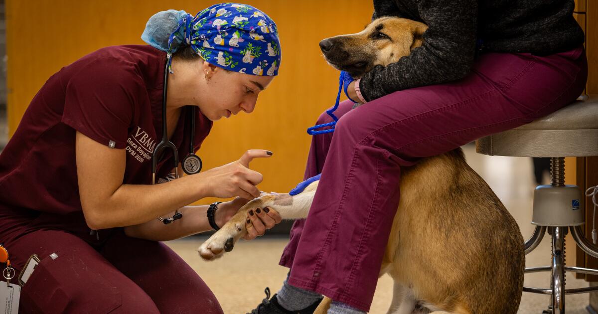 Veterinary students are in high demand despite huge school debt and alarming suicide rates