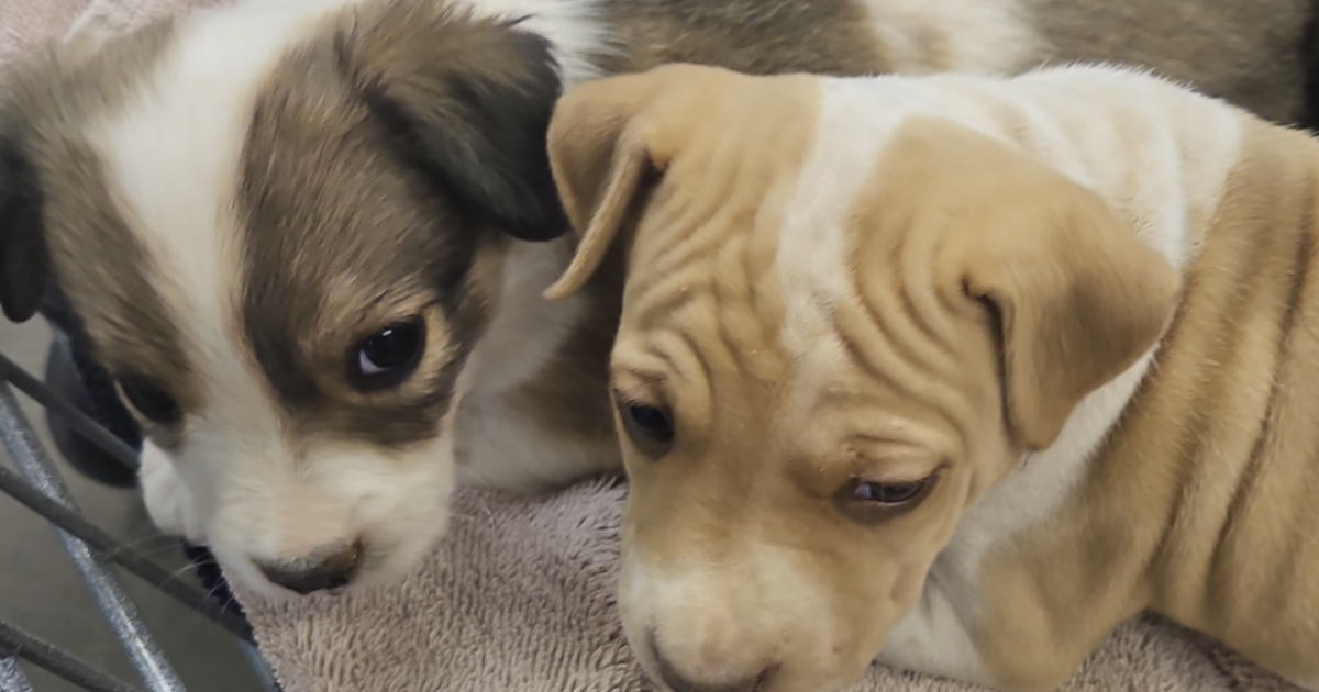 West Valley residents say dogs are being dumped in the desert, left to die