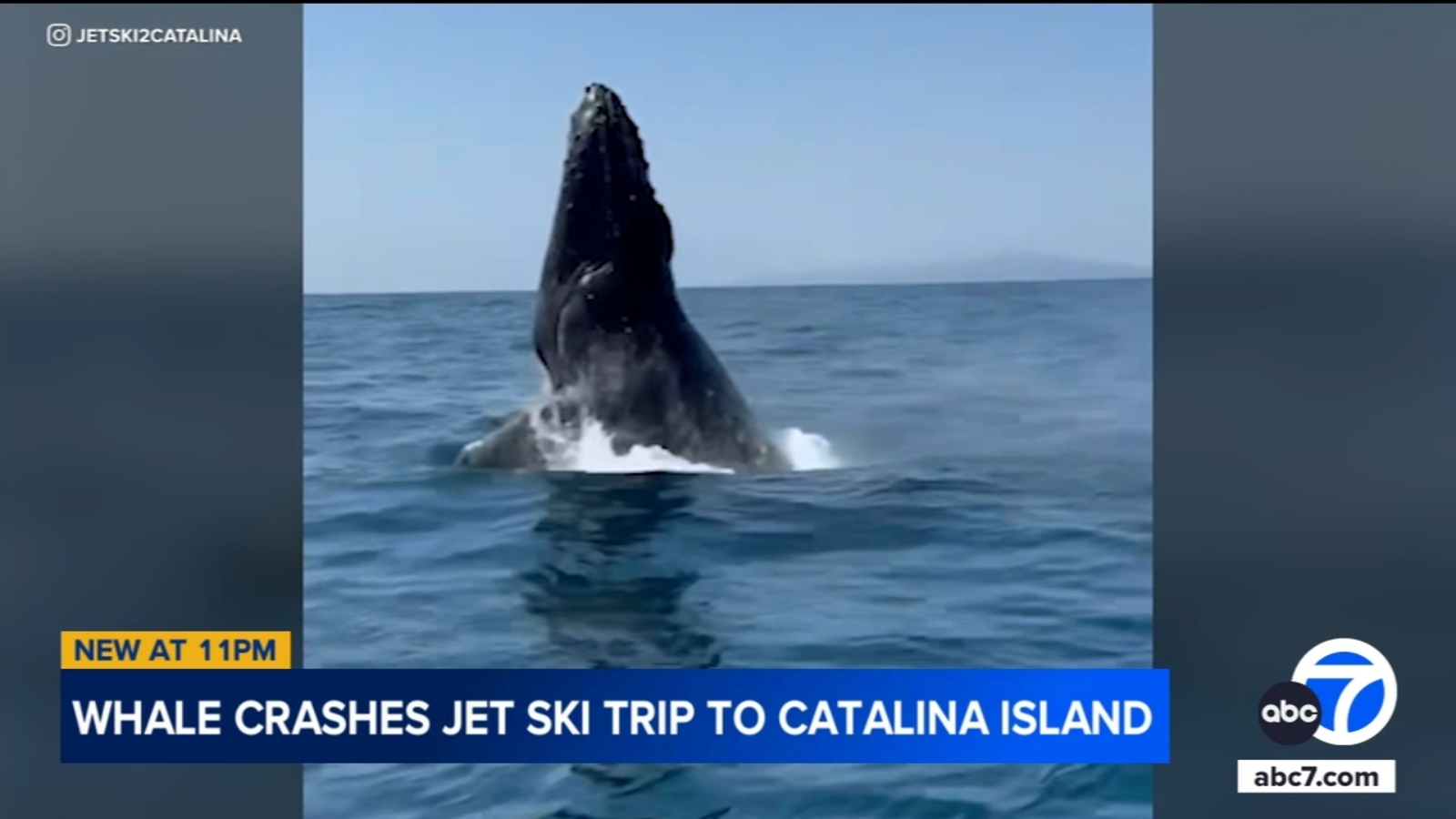 Whales, dolphins cavort with jet skiers traveling from Catalina Island to Long Beach