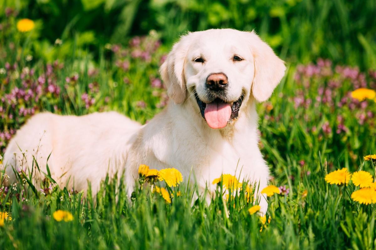 4 Reasons Dogs Love Lying in the Sun Even When It's 100 Degrees