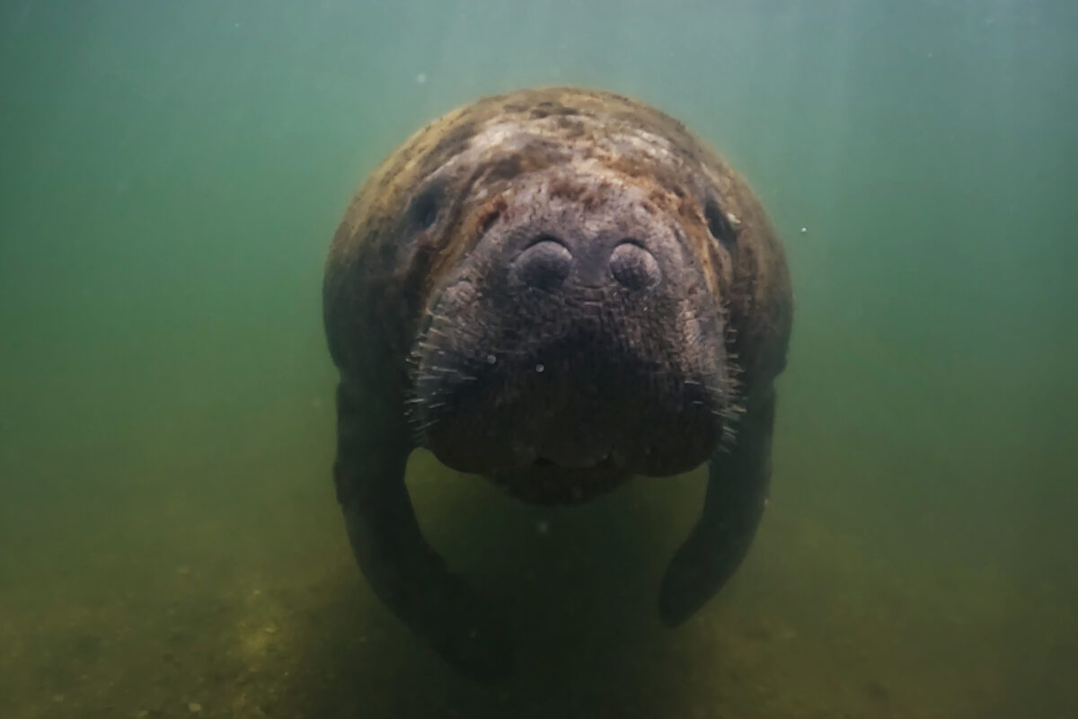 Brazil manatee hunters become advocates as village turns to ecotourism