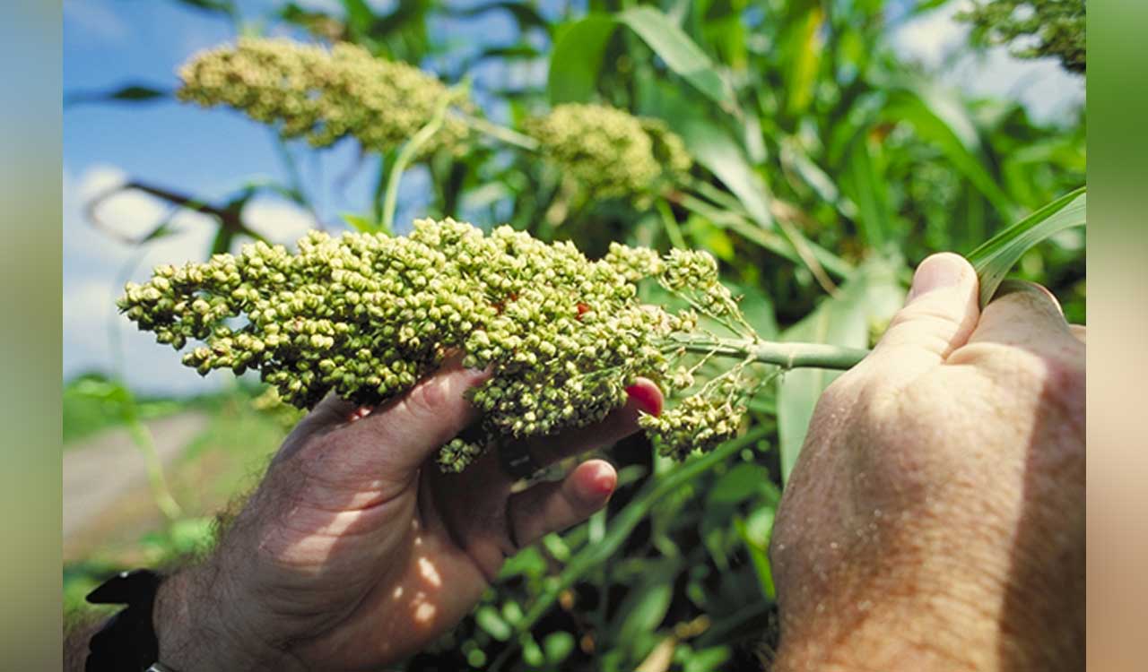 Delayed jowar payments force Adilabad farmers to rely on high-interest loans