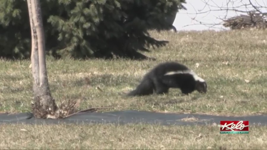 Drier weather headed back to KELOLAND