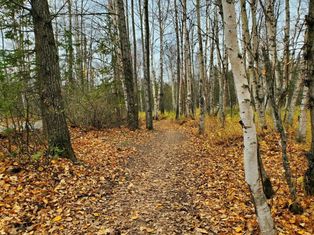 Autumn leaves lie on a trail in the Campbell Tract on Oct. 8, 2020. The tract appears to be the largest piece of salable land in urban Anchorage under a U.S. Senate Republican proposal. Anchorage Mayor Suzanne LaFrance’s office said the tract is a recreational gem for Anchorage. (Photo by Yereth Rosen / Alaska Beacon)
