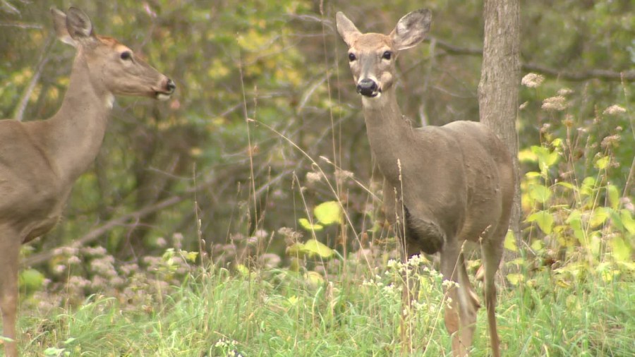 Kent Co. Deer Management Coalition launches 2025 survey