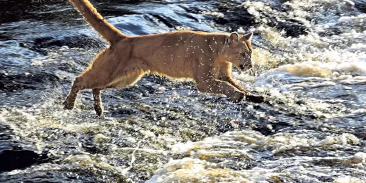 Lawmakers consider bringing catamounts back to Vermont