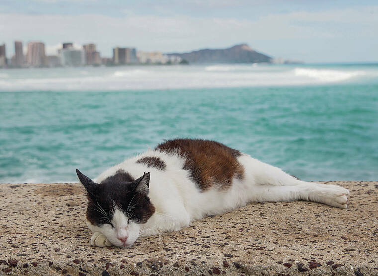 Letter: Action against feral cats needed for environment