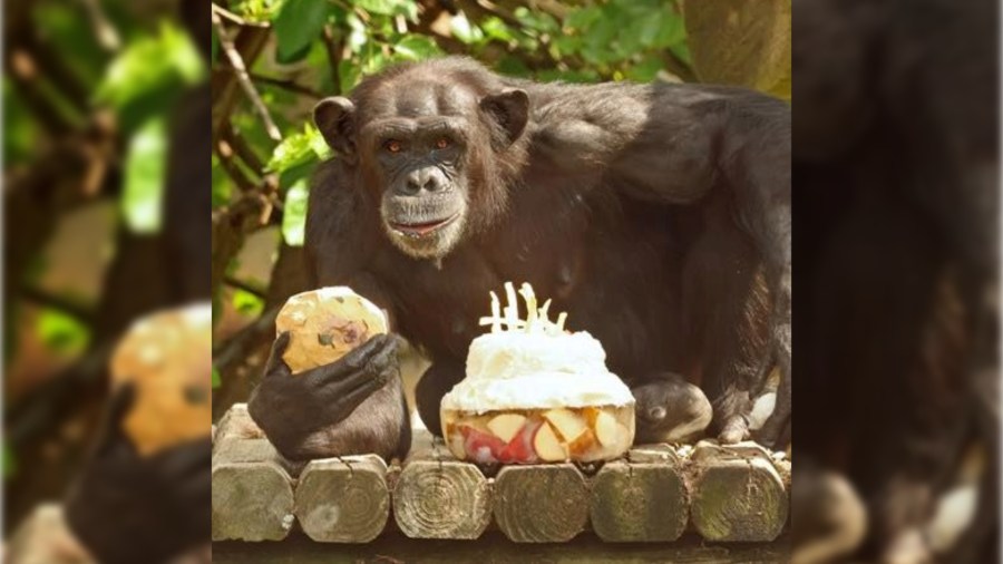 Little Rock Zoo celebrates 100 years with community-focused centennial event