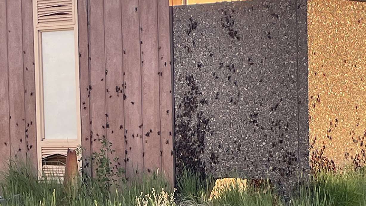 Mormon crickets invade parts of east Idaho. Here's how you can stay safe on the road