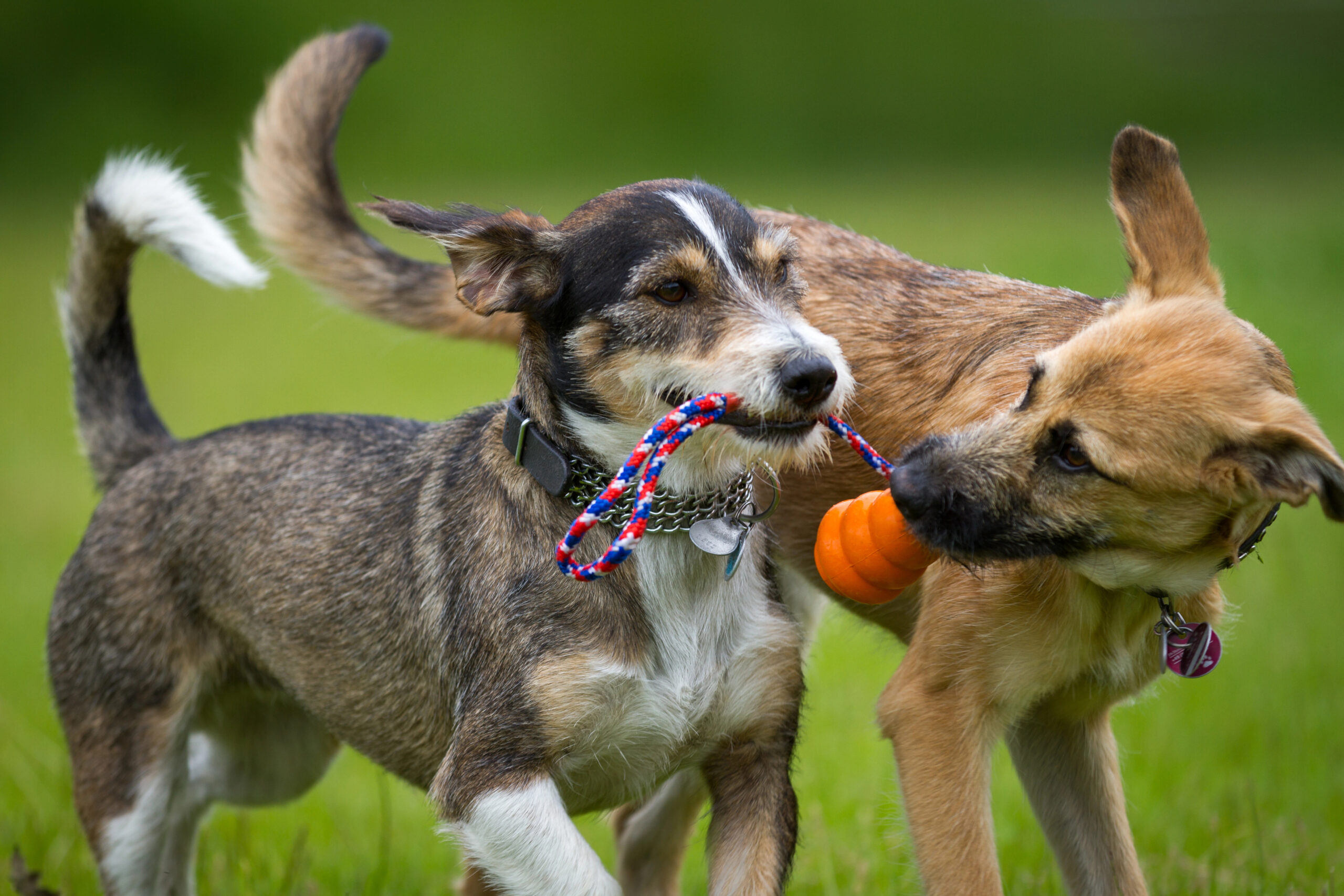 cover New hunting dog law to discourage abandonment