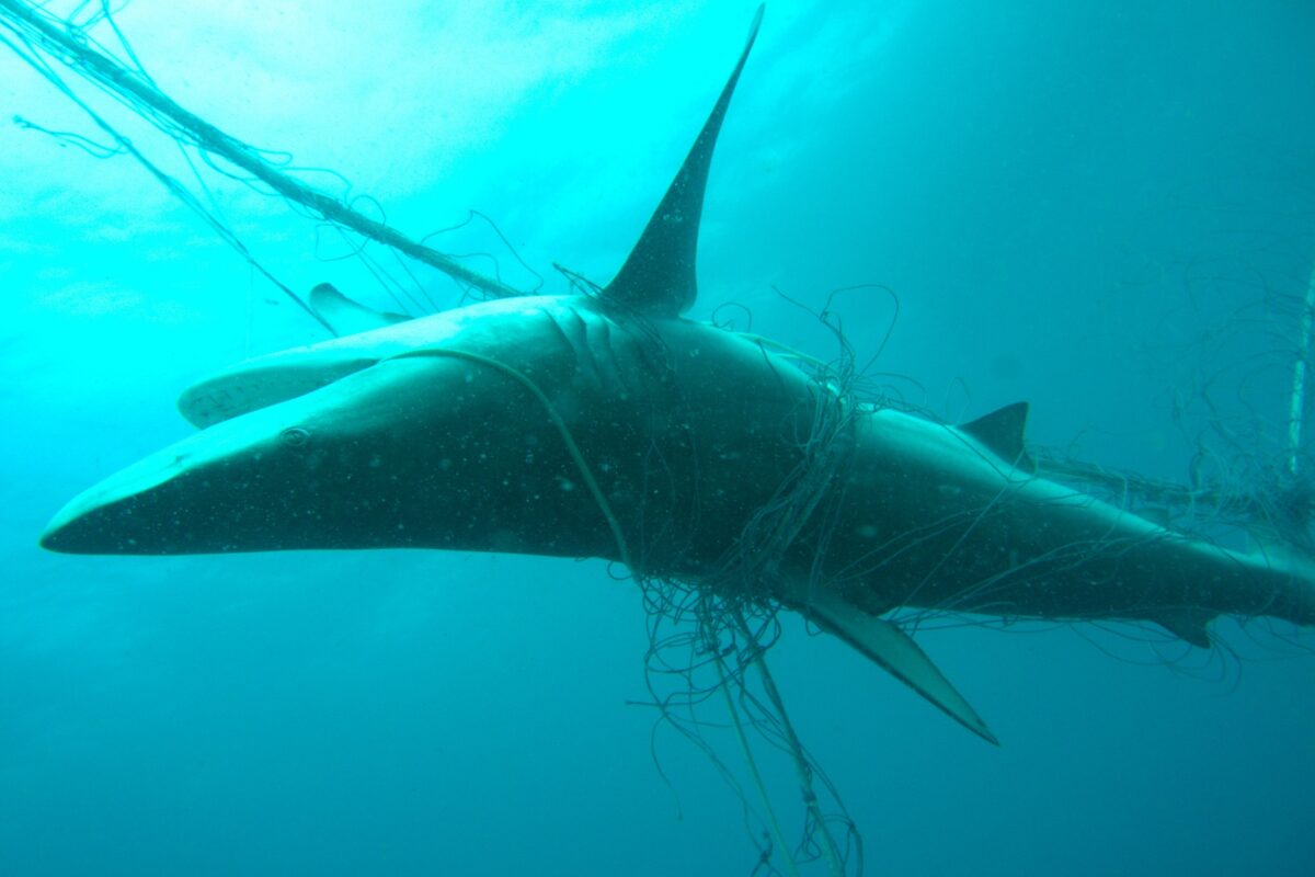 On its 50th anniversary, ‘Jaws’ continues to provoke shark conservationists