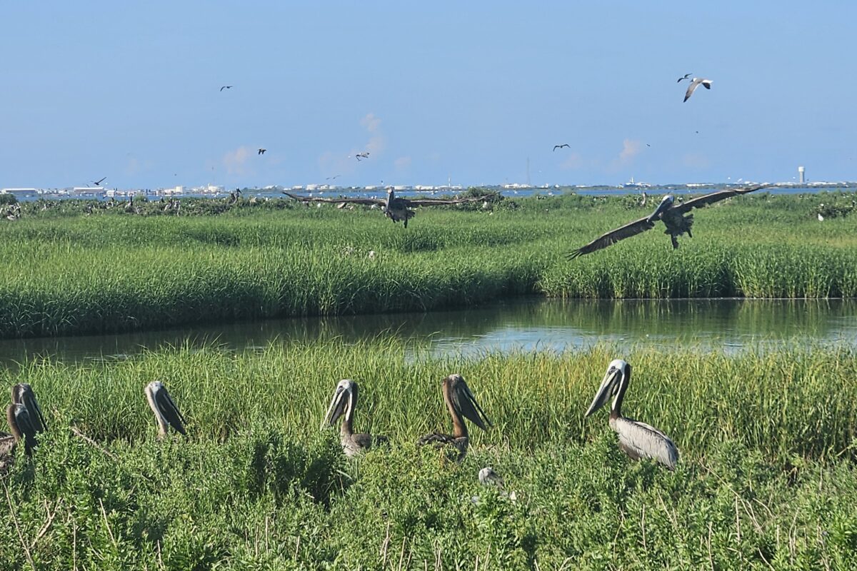 Pelicans recover, but dolphins and other species struggle 15 years after BP oil spill
