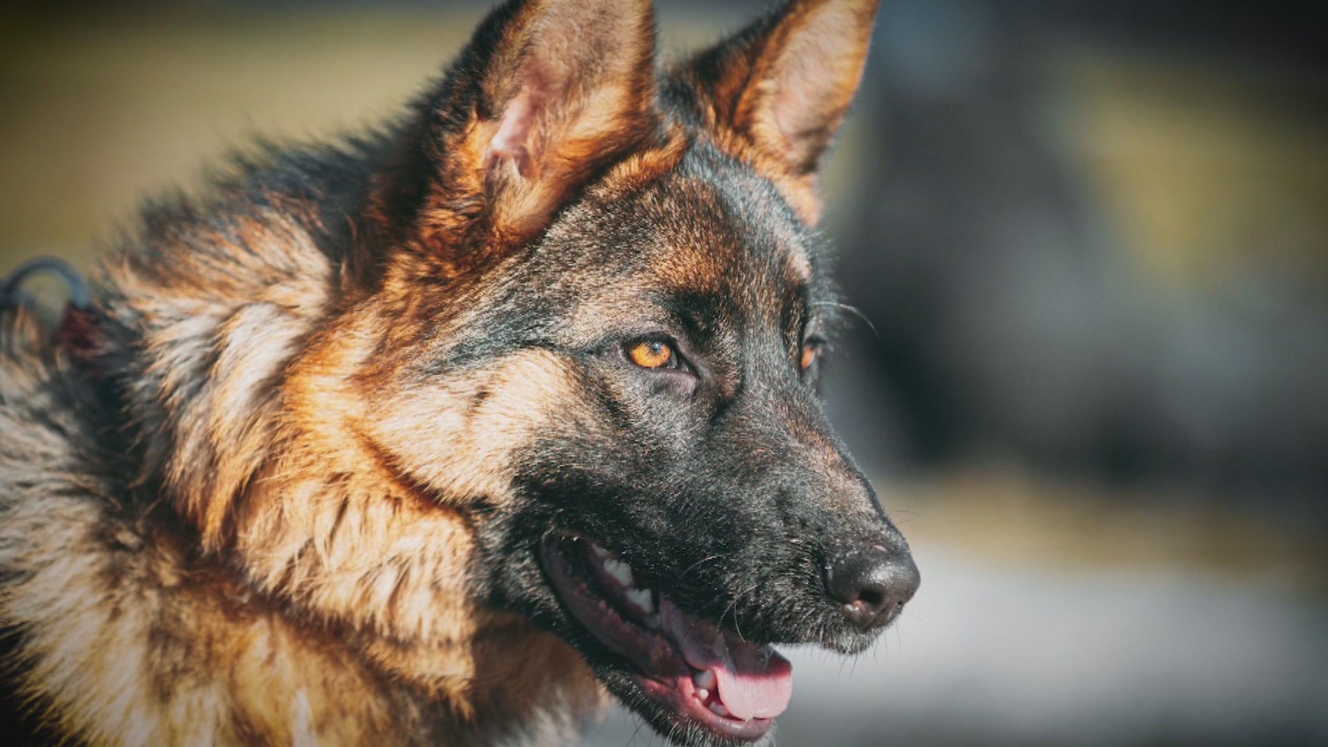 'Pet Pals TV': Know the German Shepard breed - Indianapolis News | Indiana Weather | Indiana Traffic