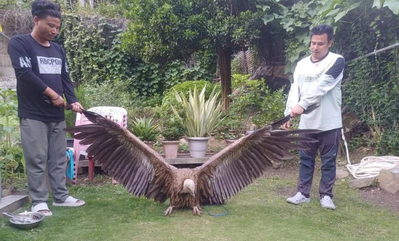 Rare Himalayan griffon vulture rescued in West Kameng