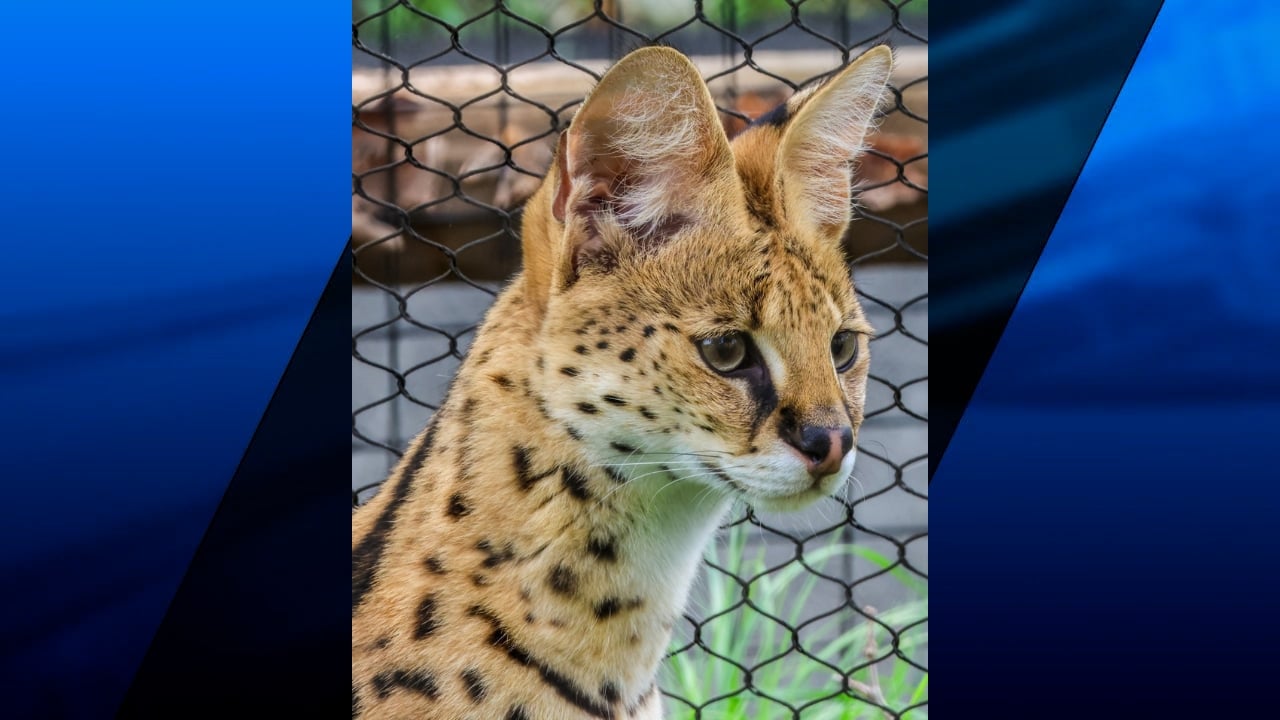Roger Williams Park Zoo welcomes 14-month-old serval