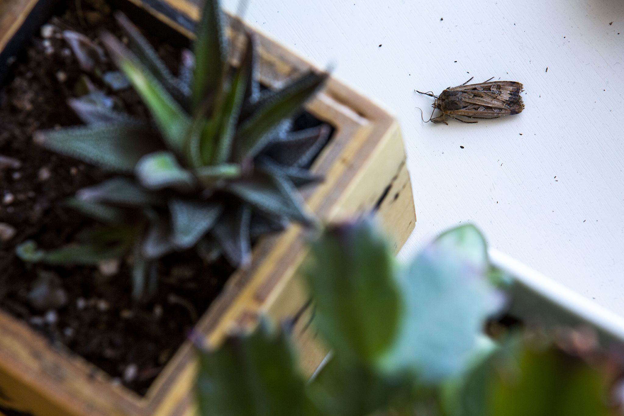 Scientists say Denver is like Airbnb for miller moths, so don’t kill our guests