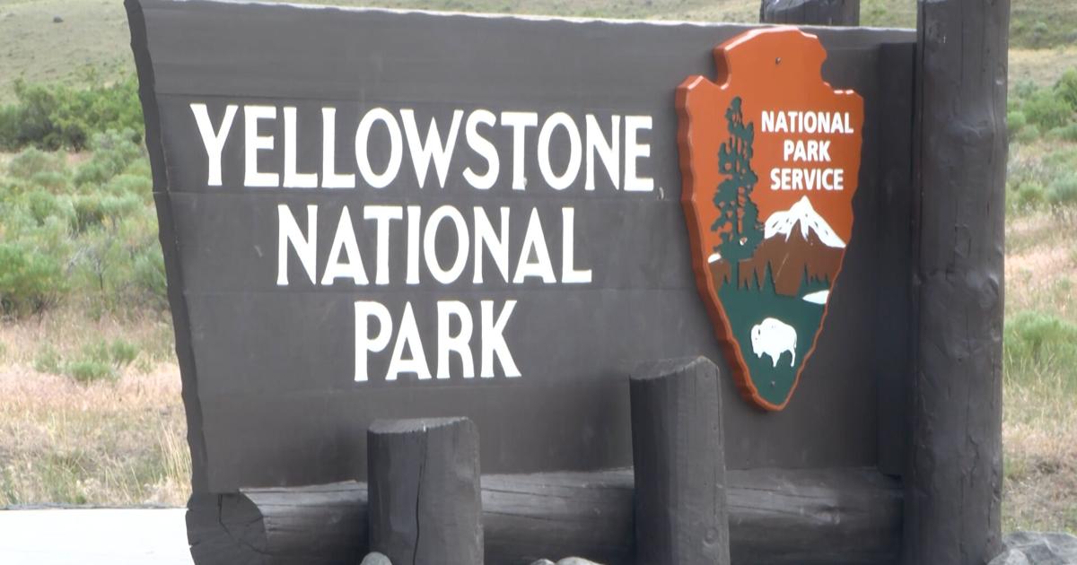 Second bison goring this year in Yellowstone stresses visitor caution | Montana News