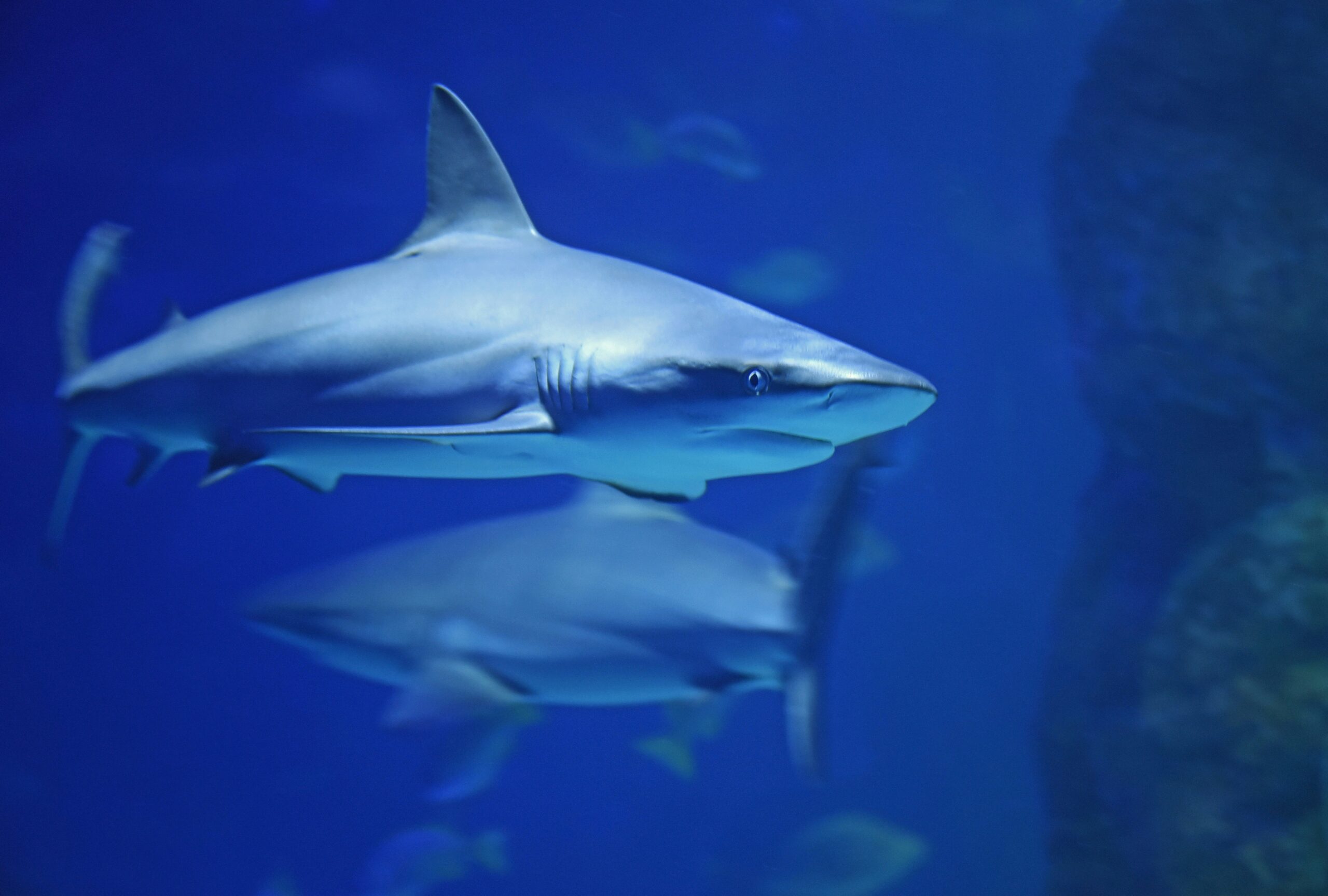 T Shark - New Platform Tracks Sharks in the Adriatic