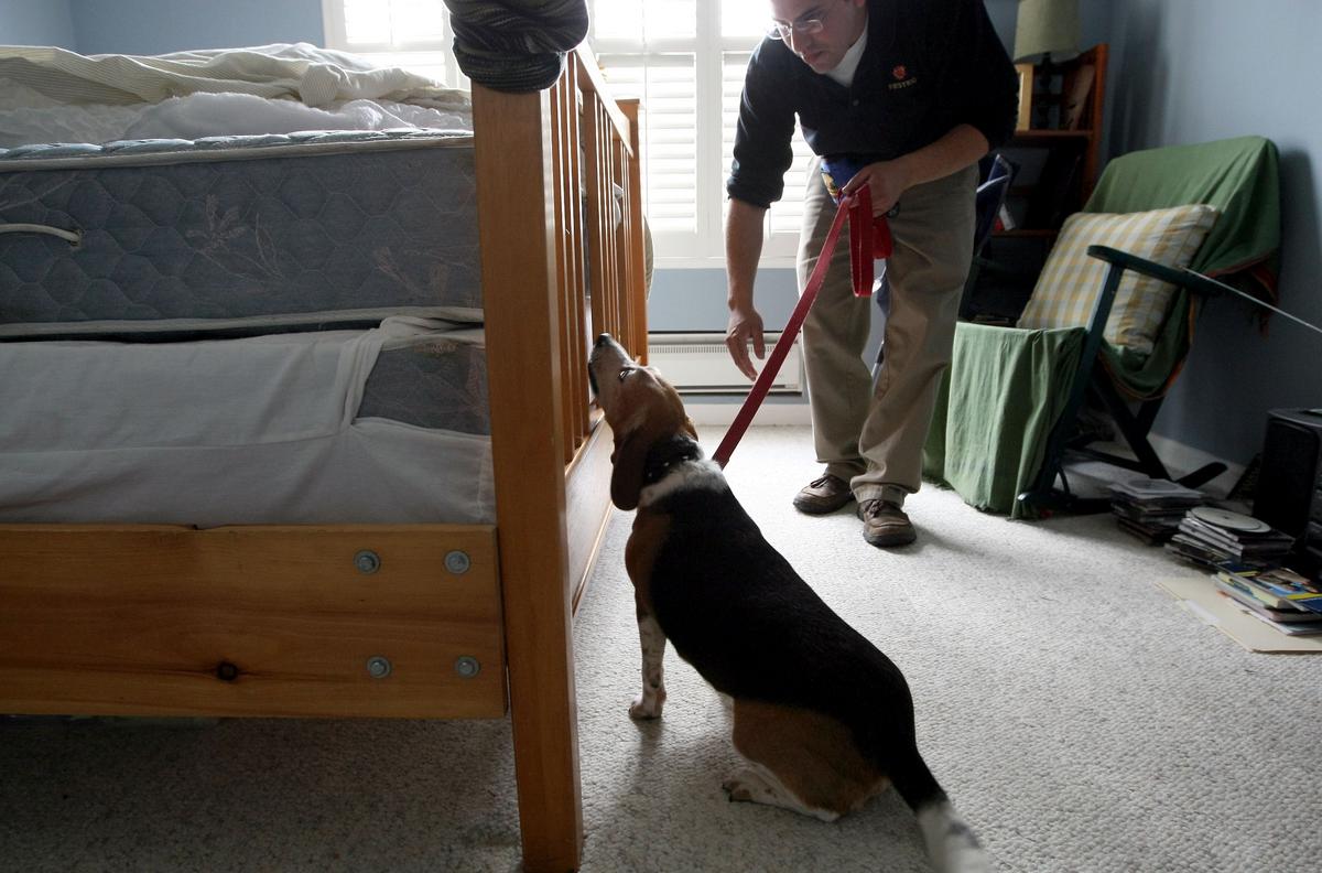 This New Jersey Town Has the Most Bed Bug Searches in America