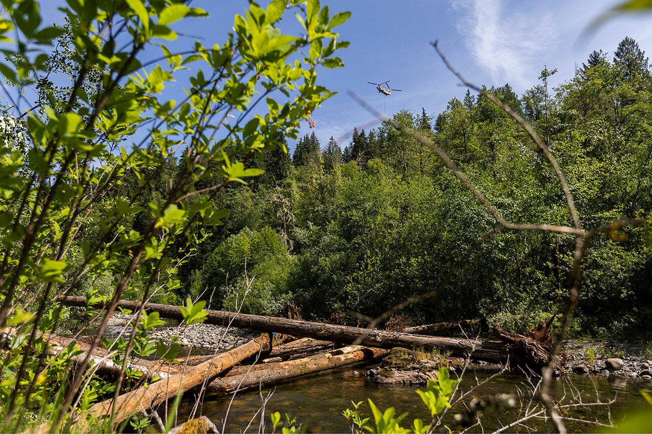 A recently finished log jam is visible along the Pilchuck River as a helicopter hovers in the distance to pick up a tree for another log jam up river on Wednesday, June 11, 2025 in Granite Falls, Washington. (Olivia Vanni / The Herald)