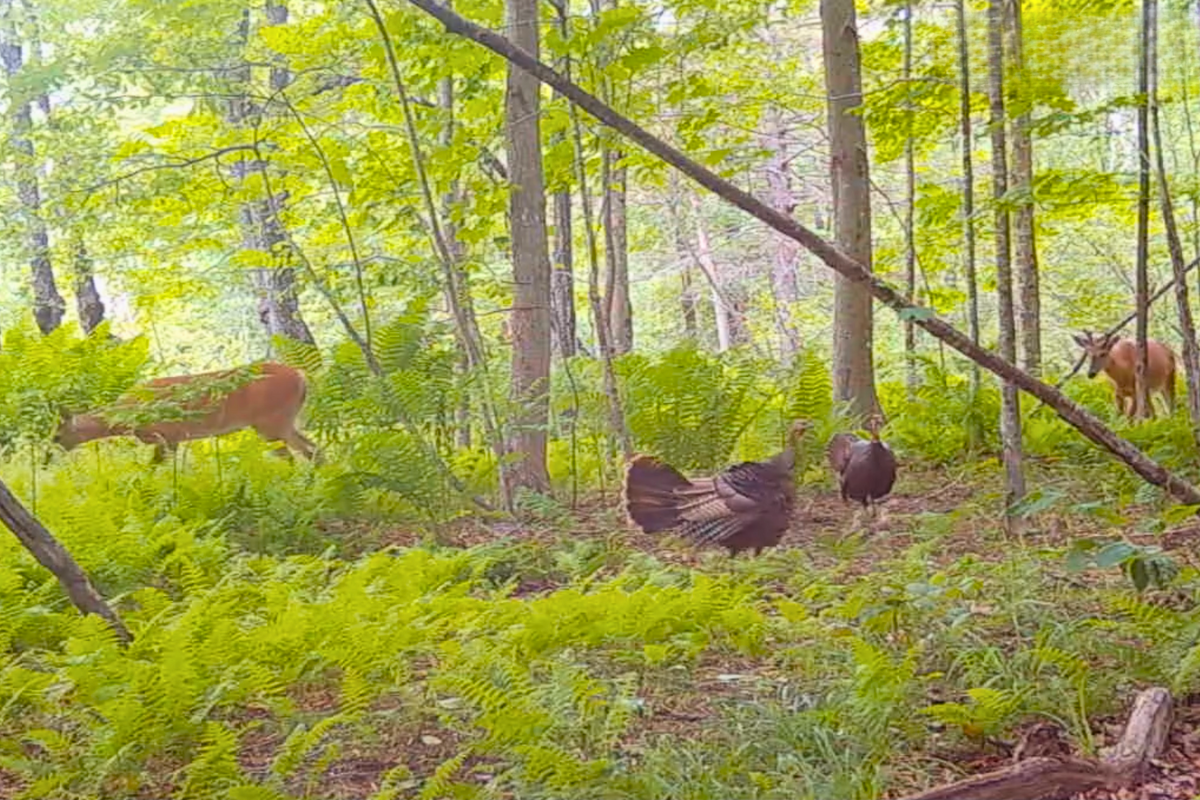 Video captures a rare look at 2 groups of different Maine animals