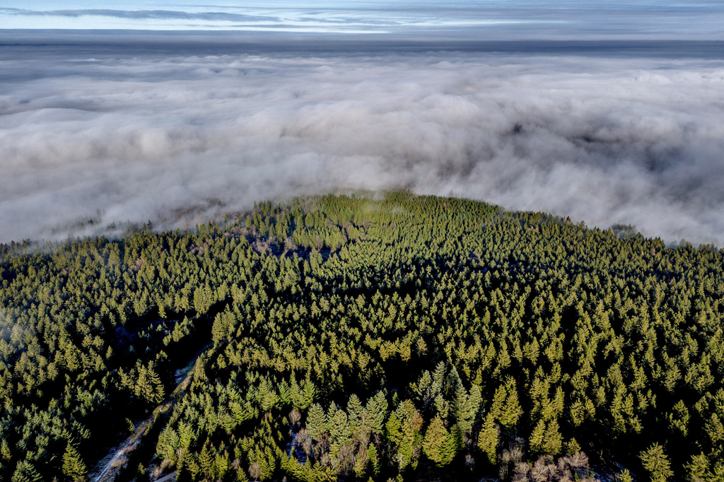 Want to plant trees to offset fossil fuels? You'd need all of North and Central America, study finds