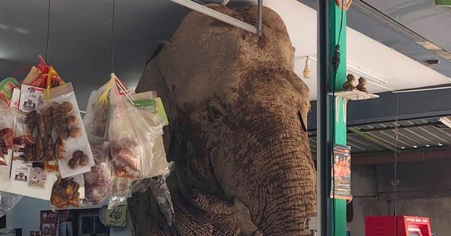 Watch: Hungry wild elephant raids grocery store in Thailand for snacks