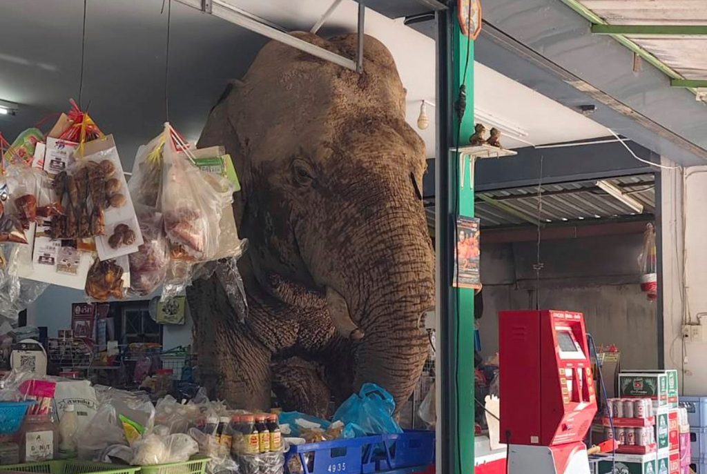 Wild elephant walk into Thai grocery store, raids snacks