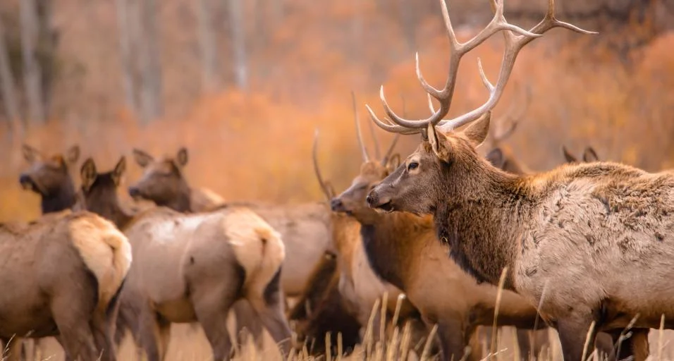 Wyoming Wildlife Calendar Photo Contest closes June 16