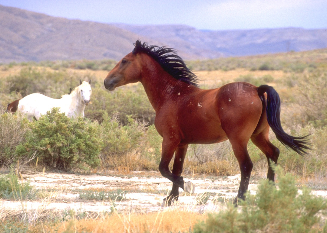 Wyoming wild horse and burro adoption events happening in June