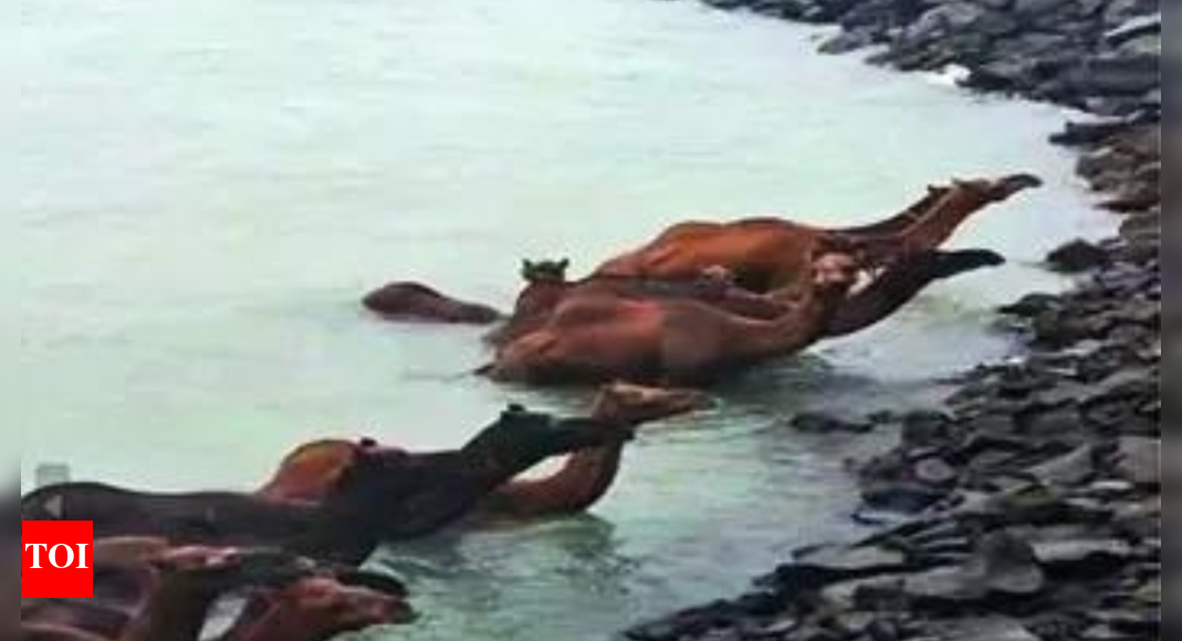 33 rare Kharai camels caught in sea tide rescued off Gujarat coast | India News