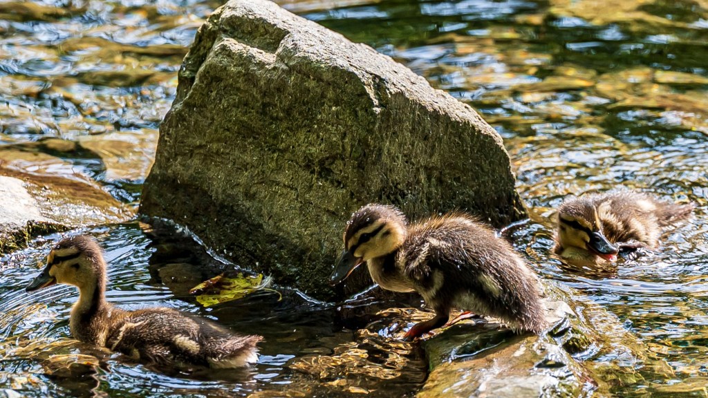 Duck day afternoon | PHOTOS