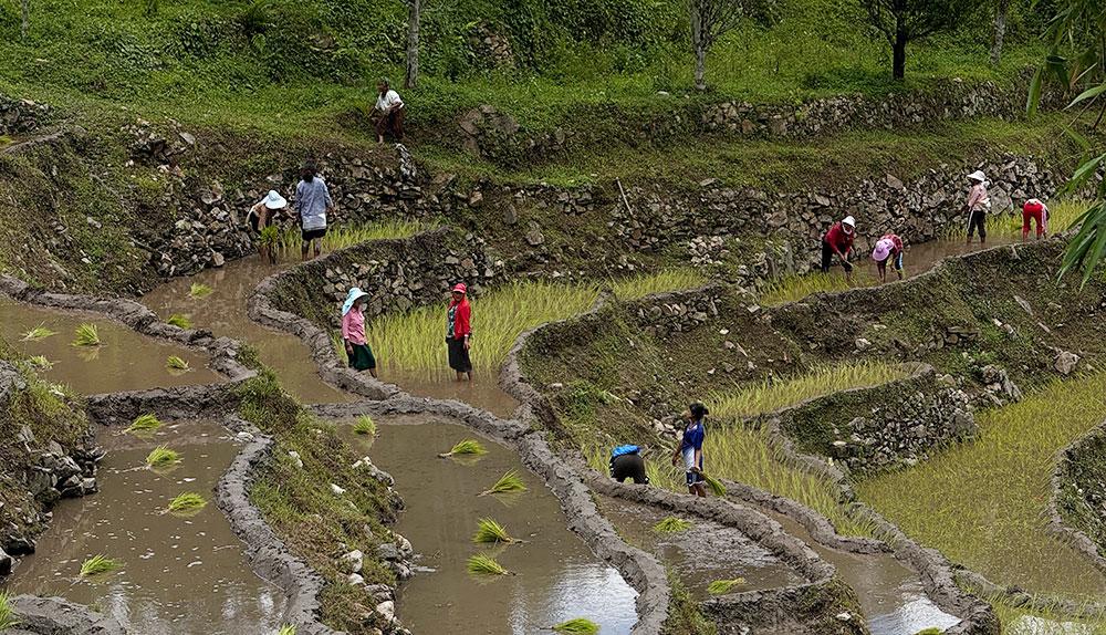 In Bhutan, fewer hands in field over the years, rice production in steep decline