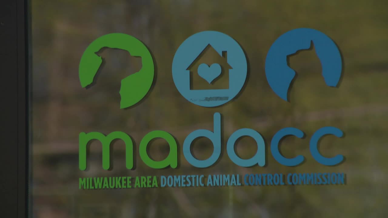 MADACC summer adoption special for kittens, dogs; shelter space limited