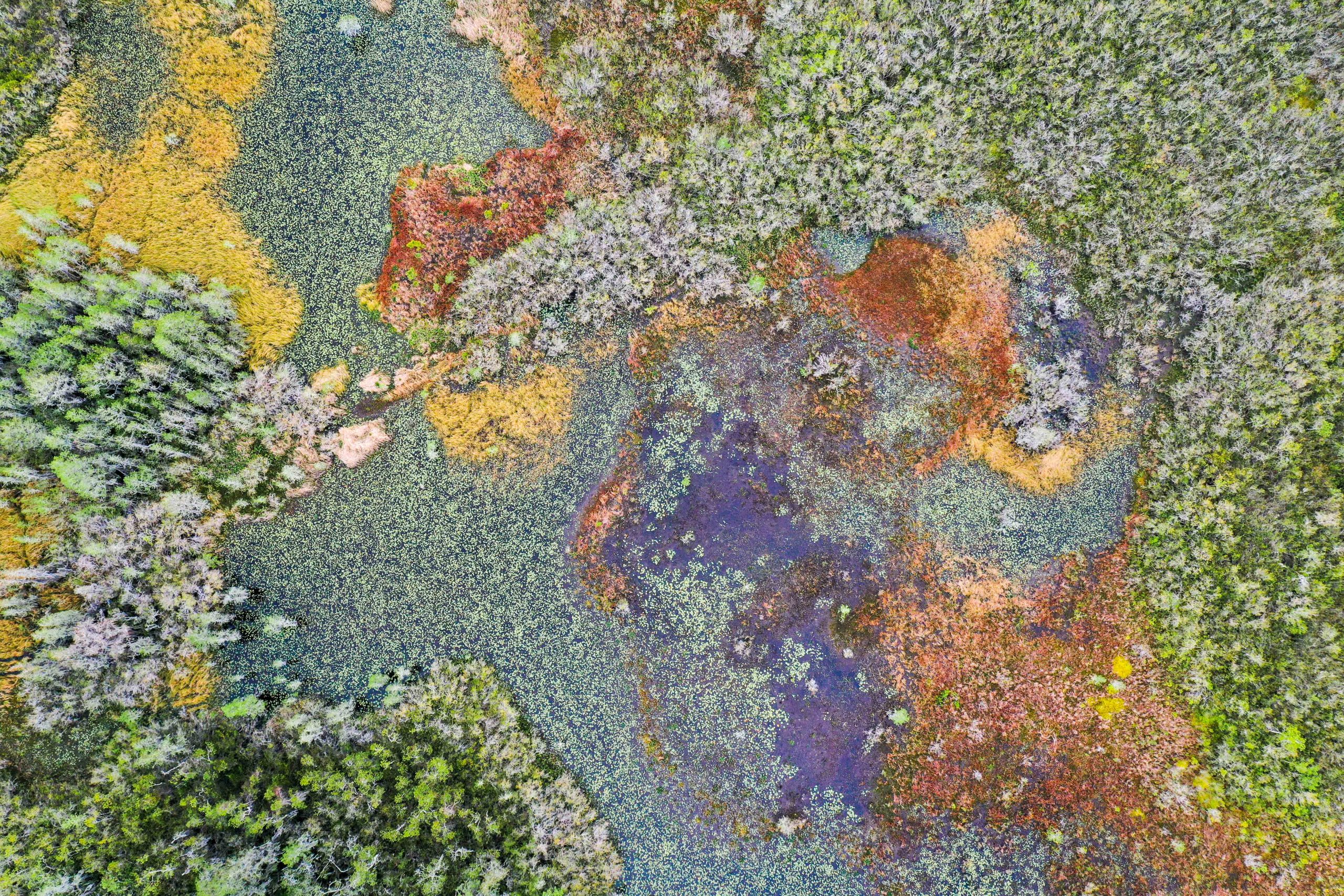 Okefenokee's bid to become UNESCO World Heritage site still viable
