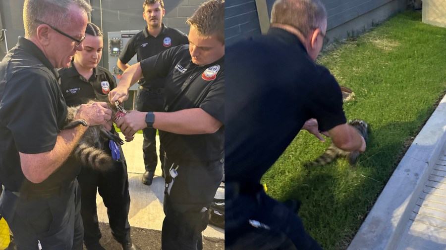 Raccoon rescued from soup can by MEMS