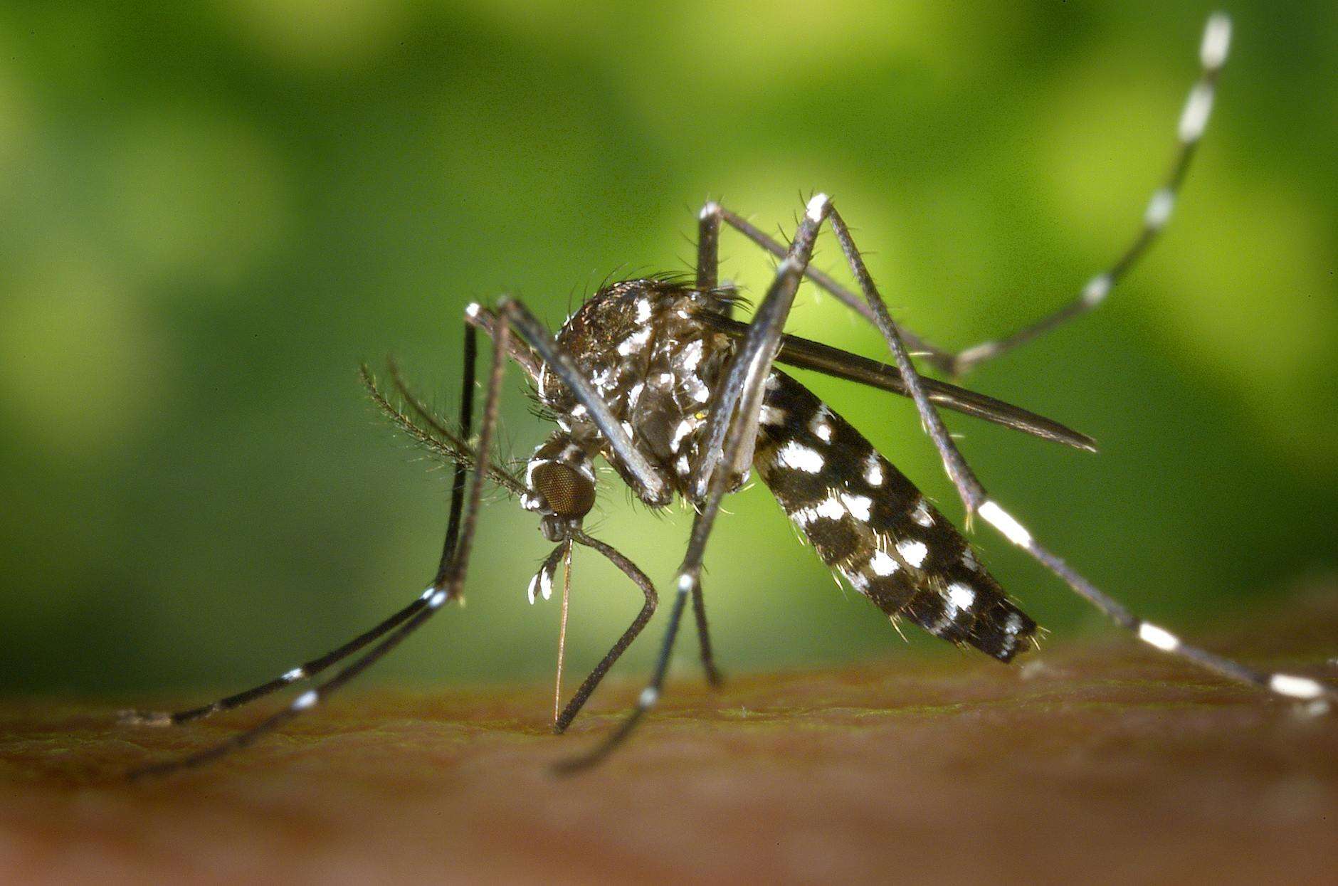 Sterile tiger mosquitoes successfully released in Ticino