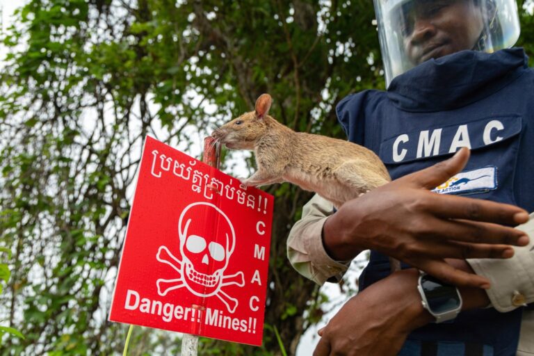 The giant rats sniffing out unexploded landmines in war-torn Cambodia ...