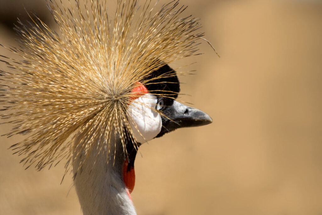 The sacred humans-bird connection in Ethiopia’s wetlands: Interview ...