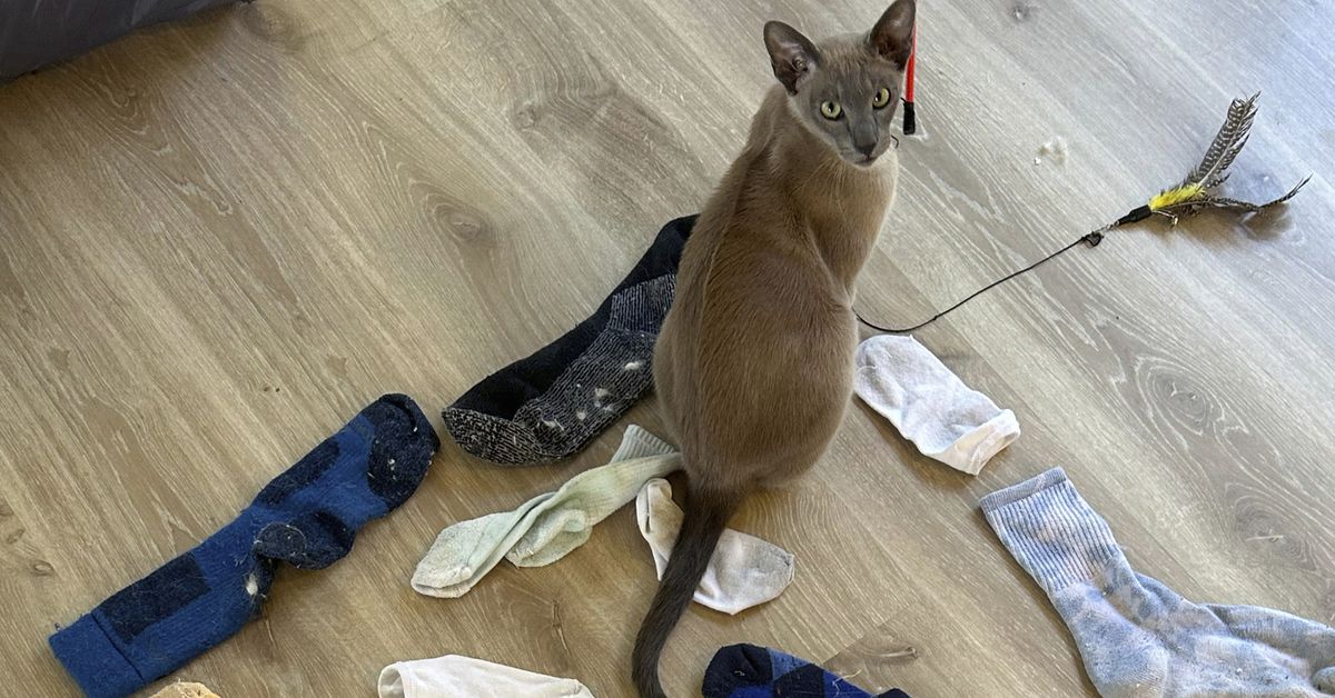 This Kiwi cat is stealing all of his neighbours' undies