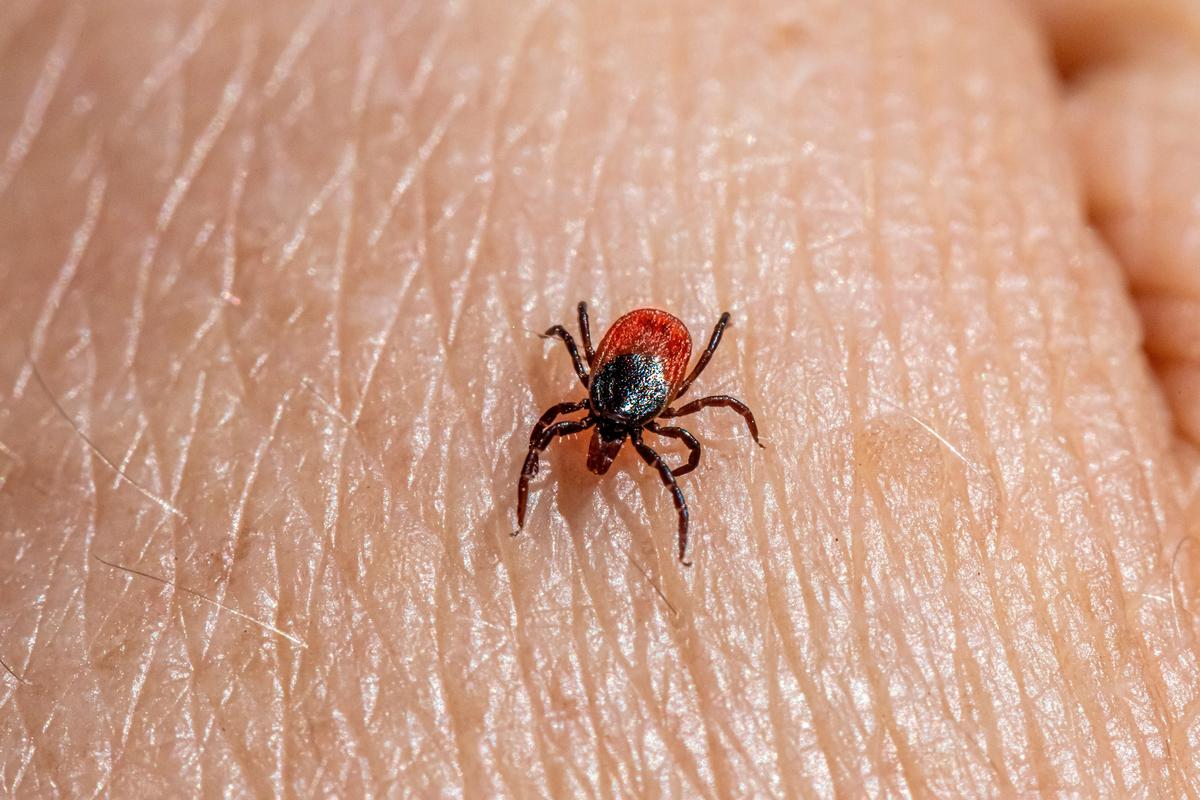 Tips For Enjoying Summer While Avoiding Ticks In New Jersey
