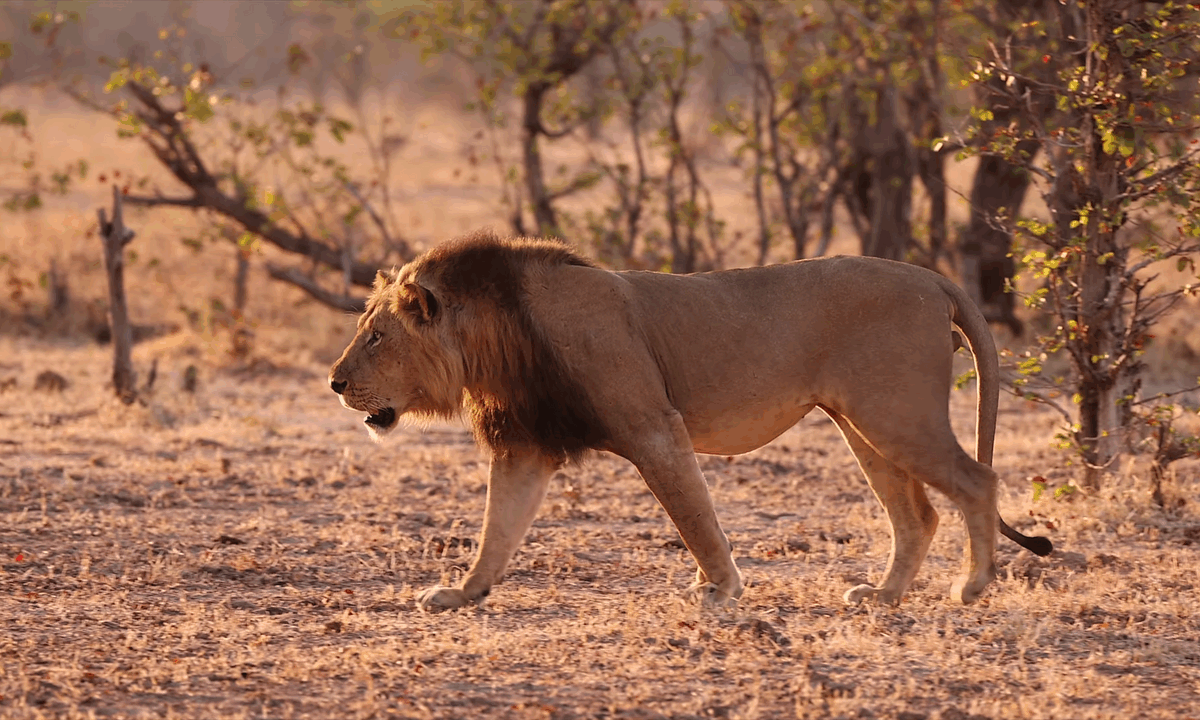 Van Beeman and Kaplin discuss conservation in Africa