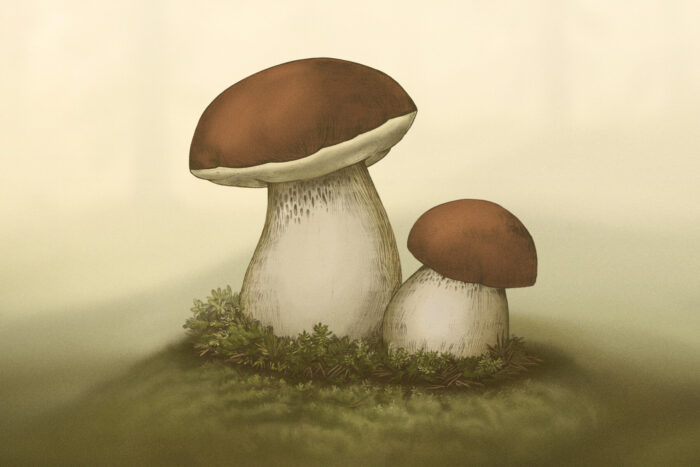 5 reasons to love Finnish porcini mushrooms
