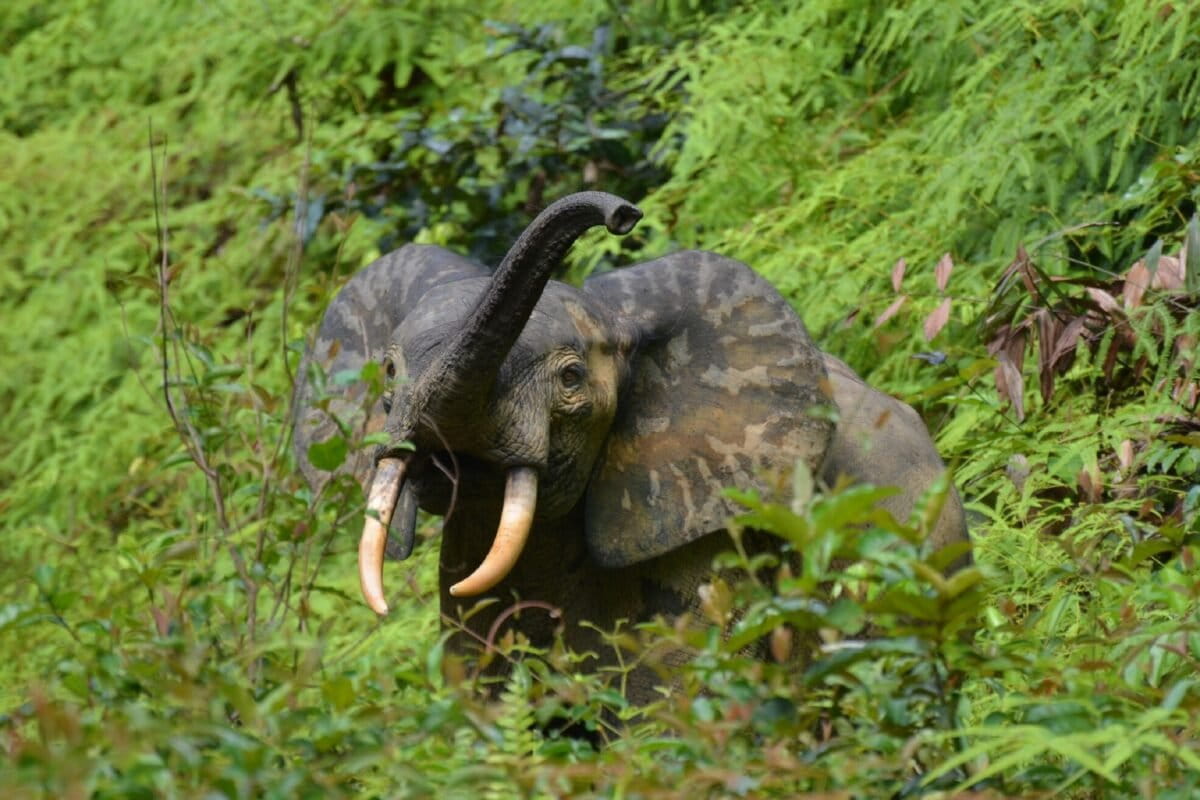As forest elephants plummet, ebony trees decline in Central Africa’s rainforests