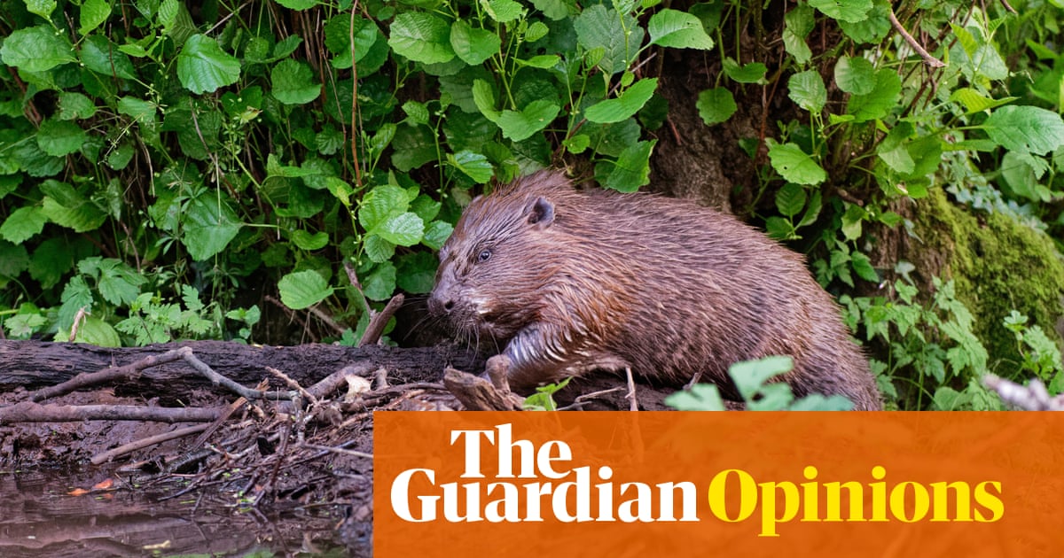 Beavers were welcomed back to the Netherlands. Until they started digging 17m-long tunnels | Renate van der Zee